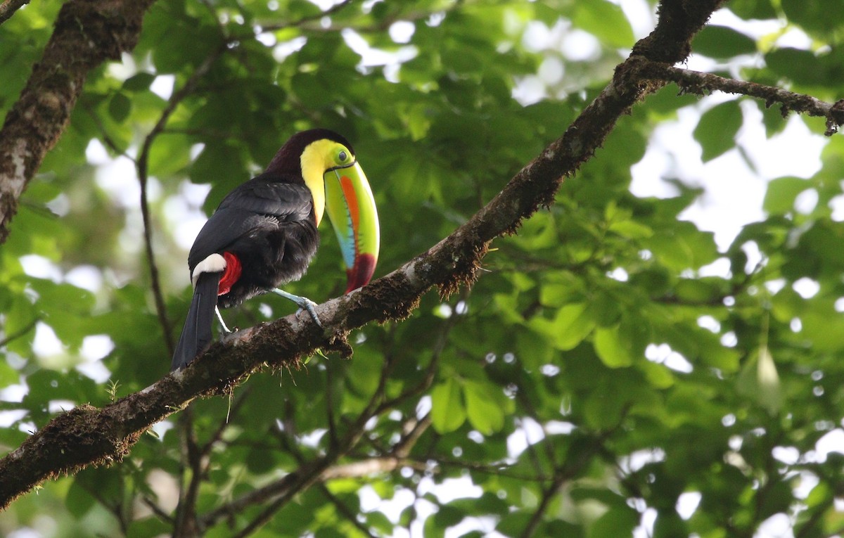 Keel-billed Toucan - ML619674794