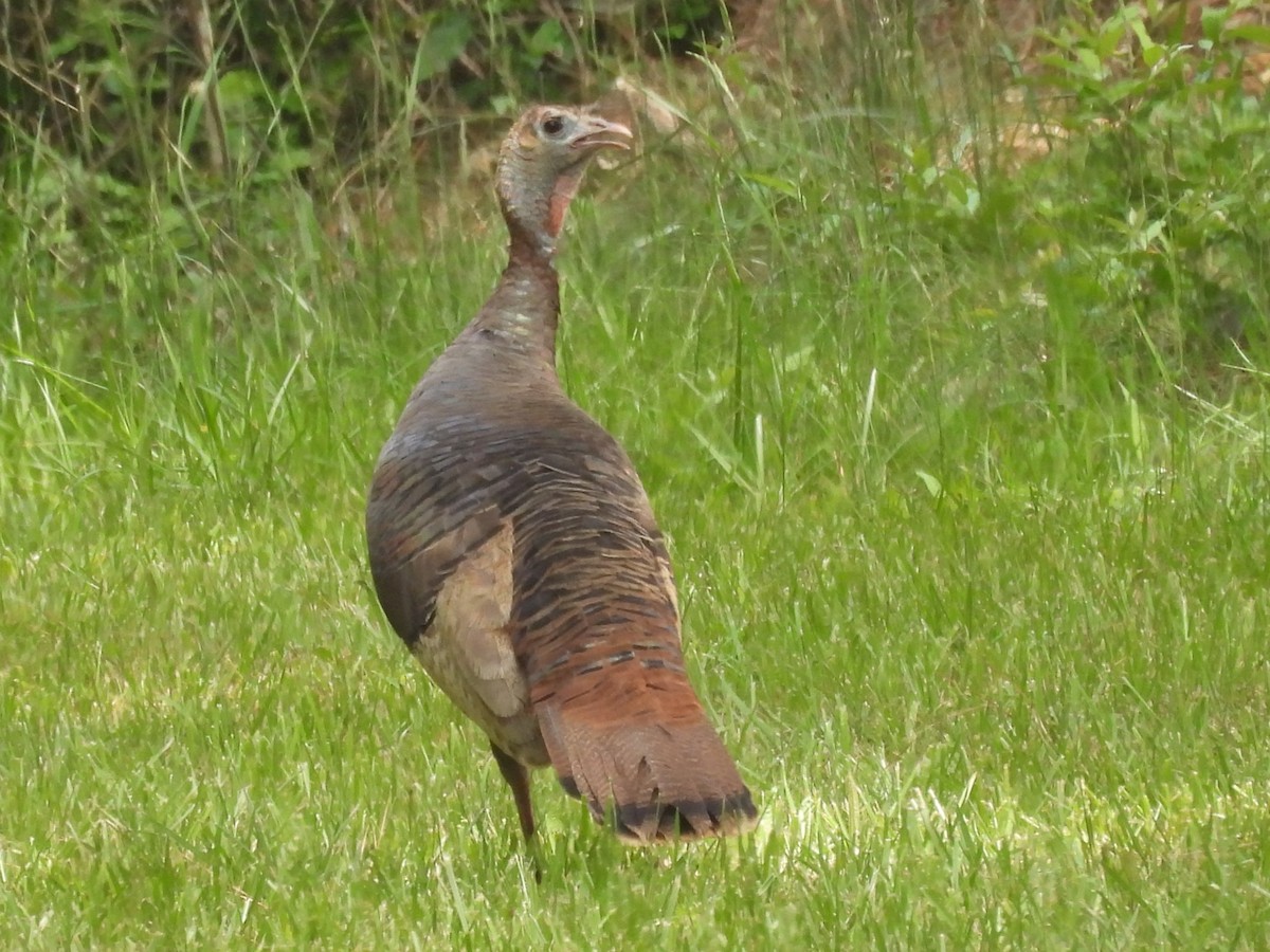 Wild Turkey - ML619674799