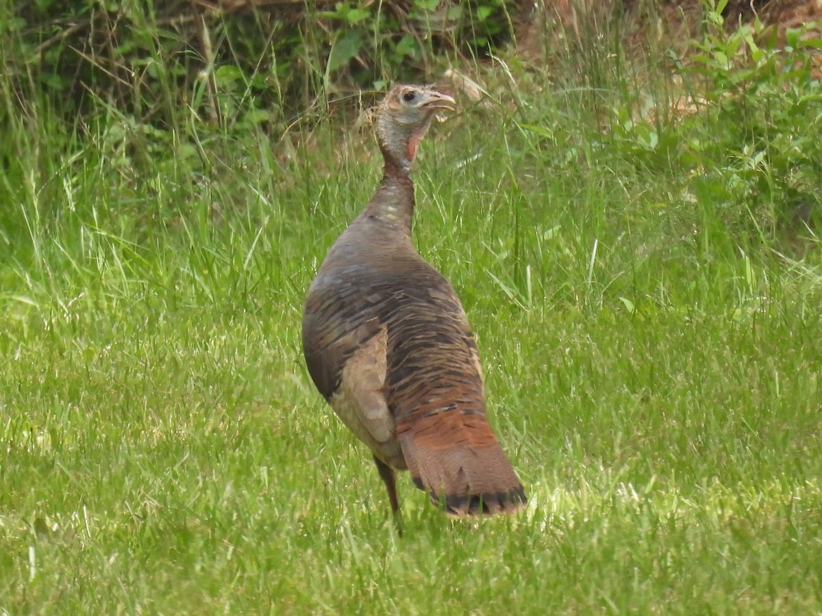 Wild Turkey - ML619674803