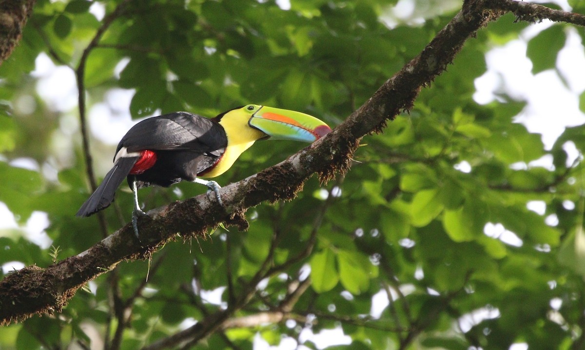 Keel-billed Toucan - ML619674811