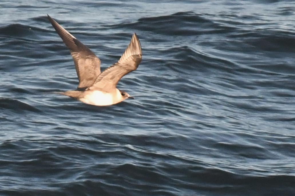 Parasitic Jaeger - ML619674836