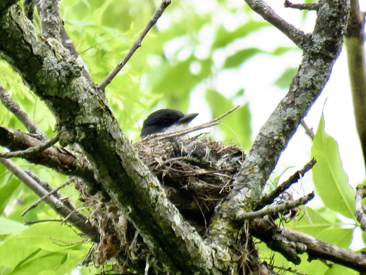 Eastern Kingbird - ML619674840