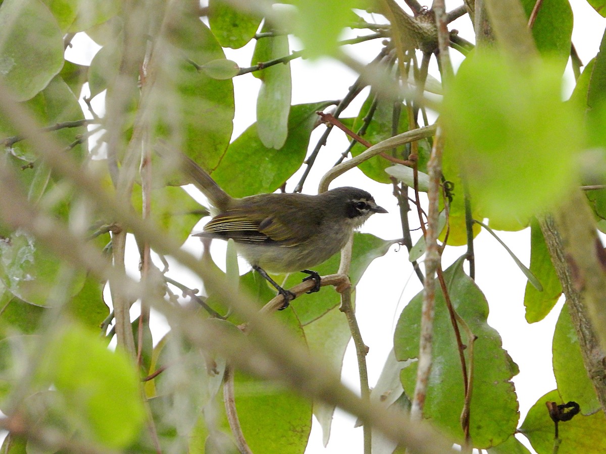 Venezuelan Tyrannulet - Manuel Pérez R.