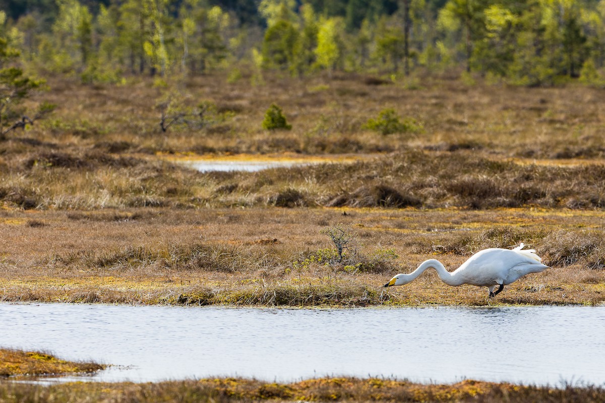 Whooper Swan - ML619674866