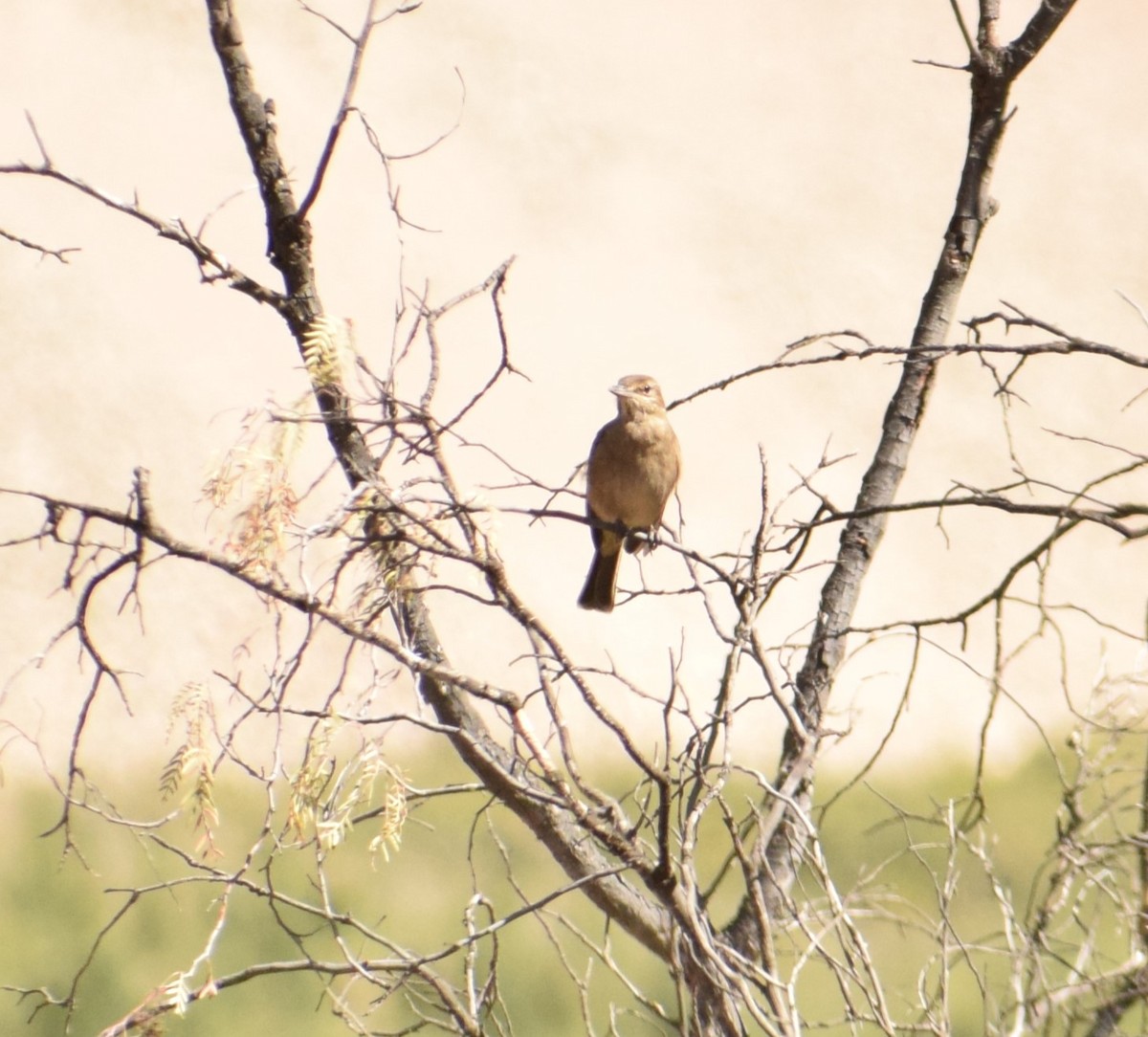 Gray-bellied Shrike-Tyrant - ML619674886