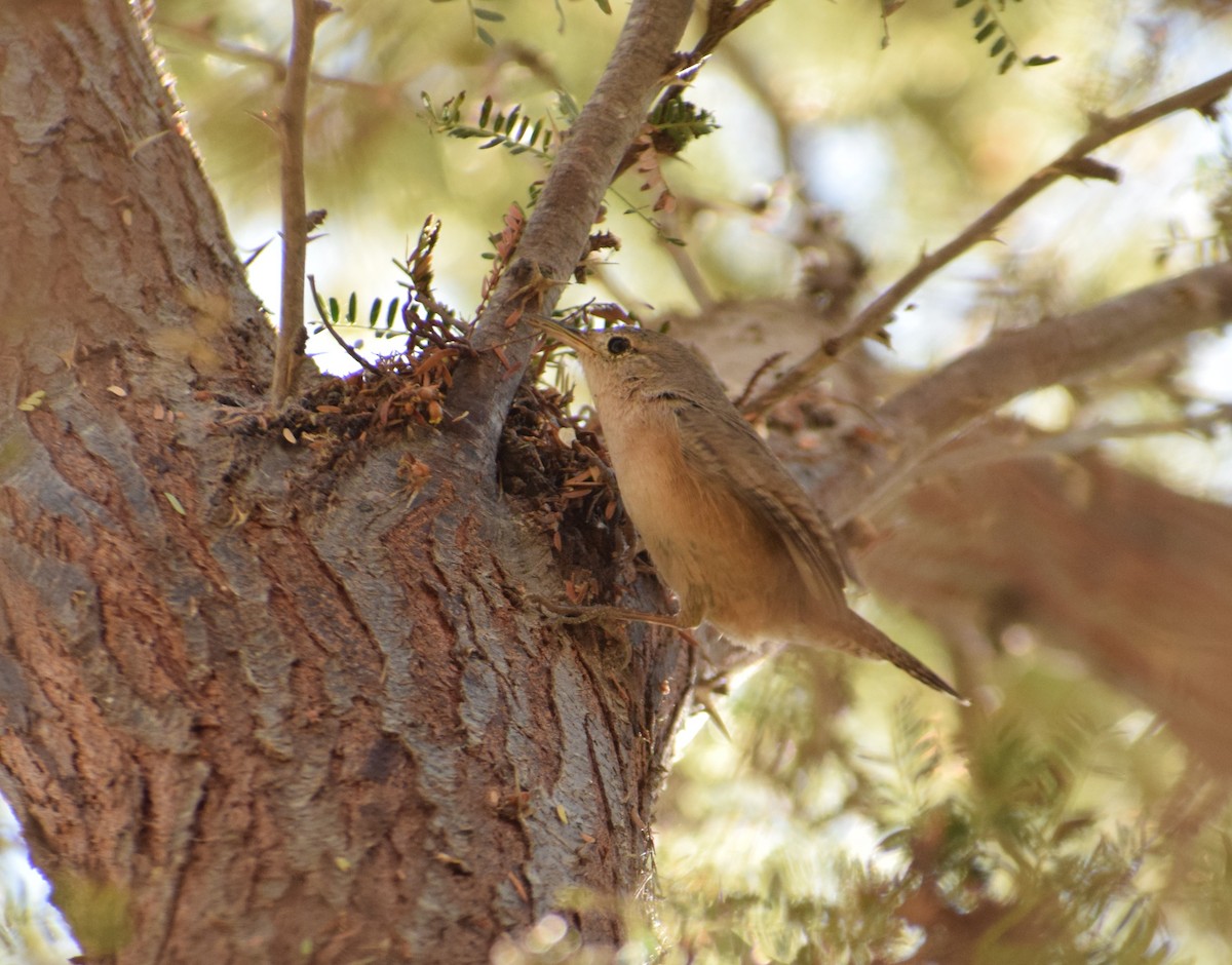 Southern House Wren - ML619674909