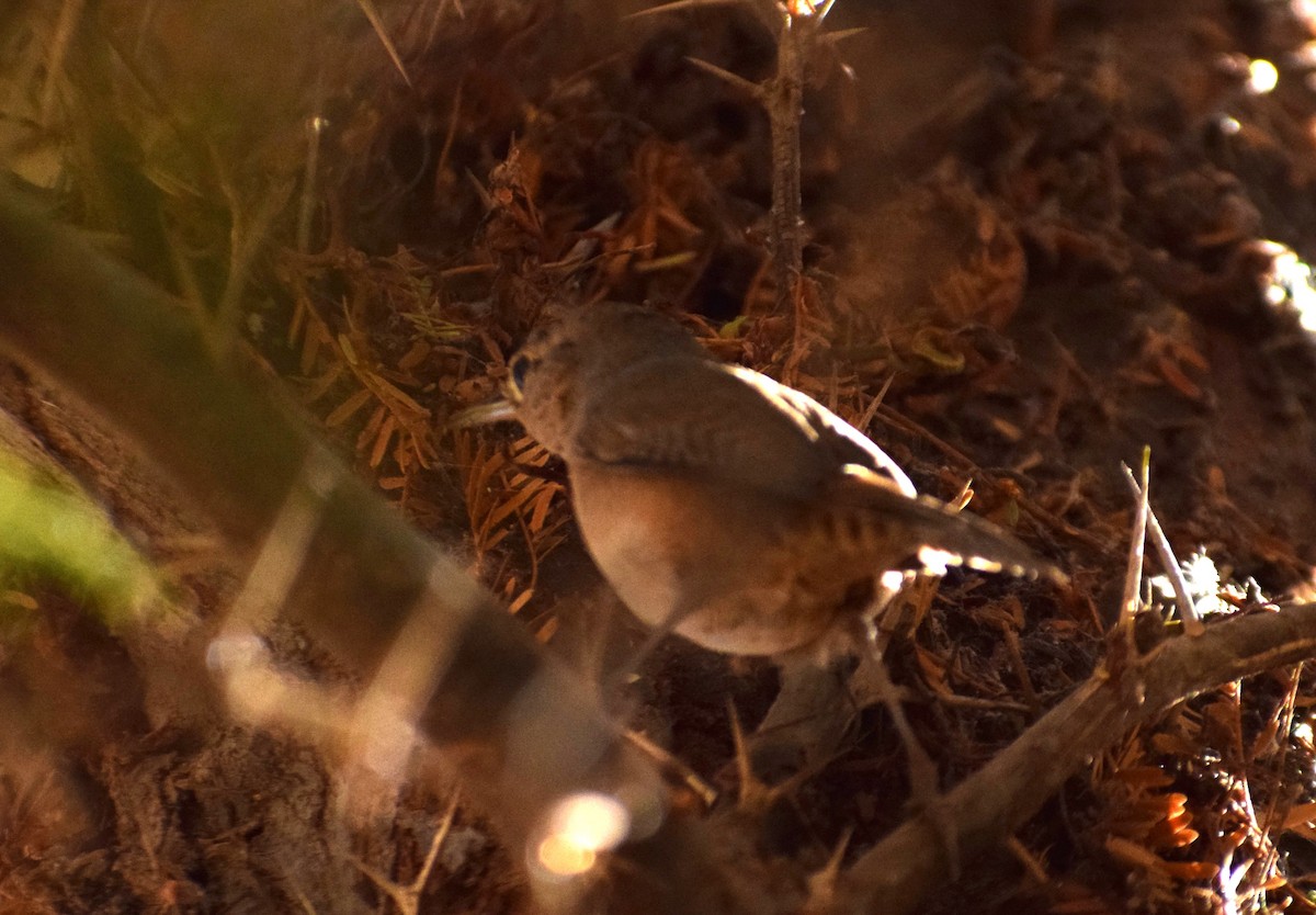 House Wren - ML619674911