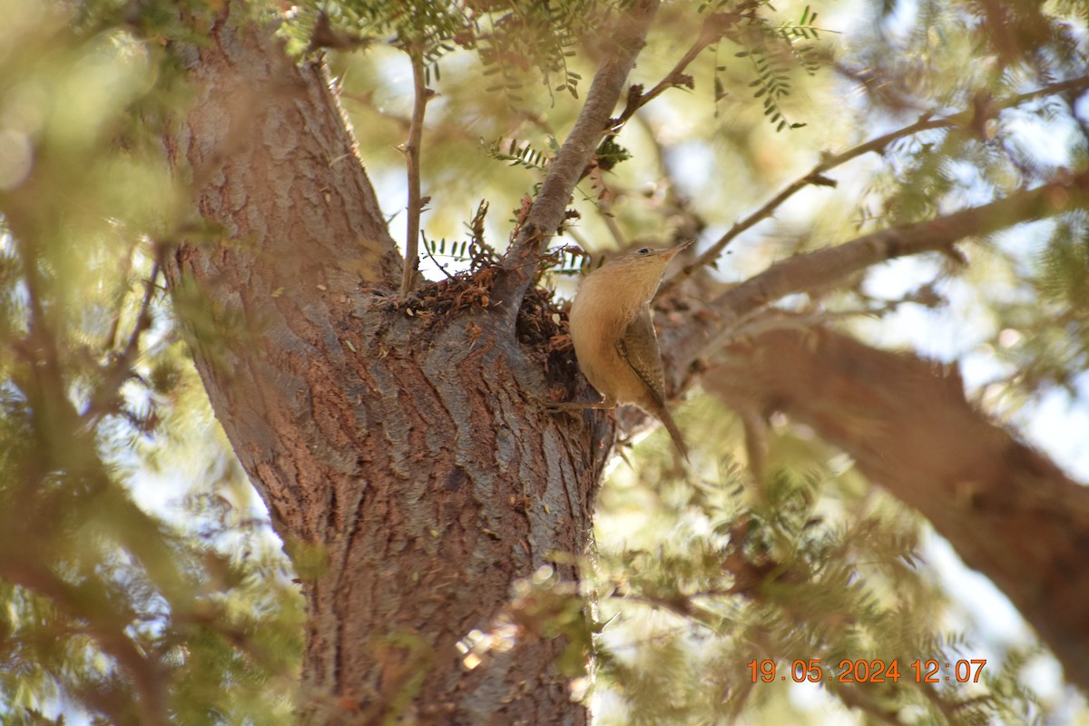Southern House Wren - ML619674913