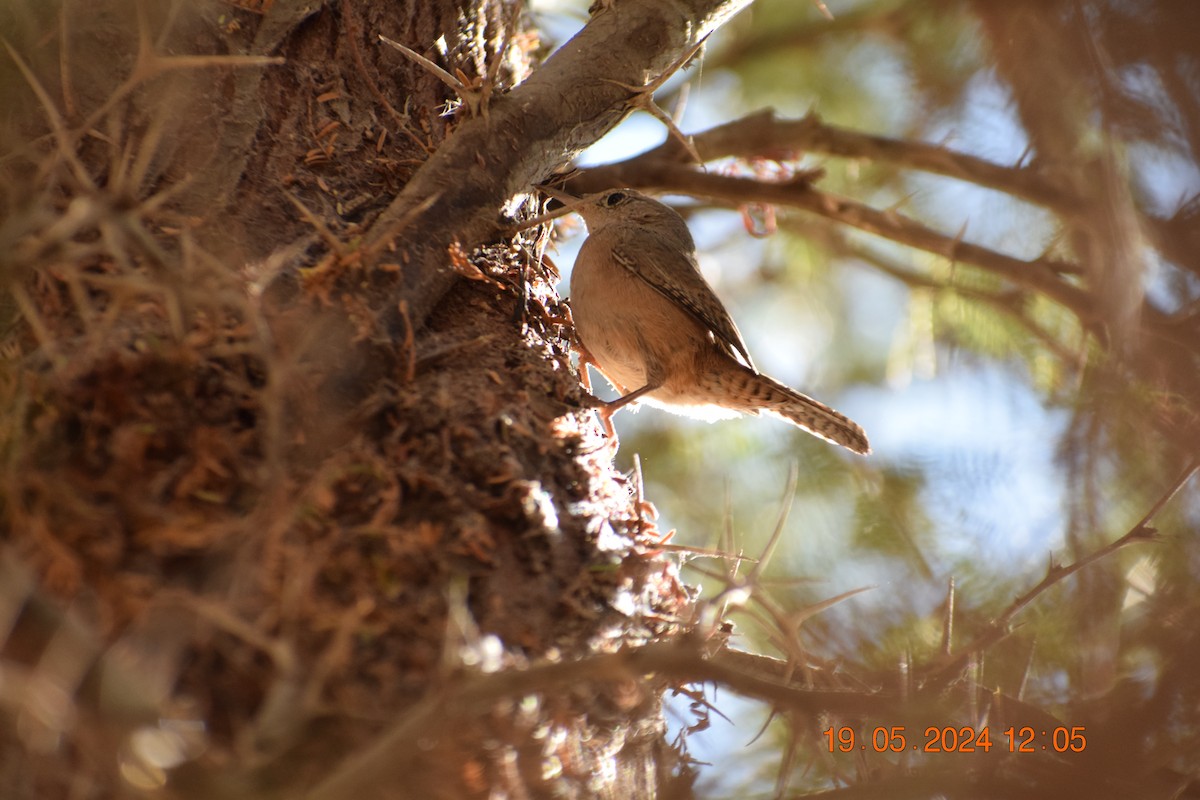 Southern House Wren - ML619674914