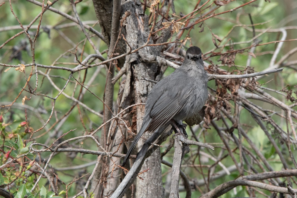 Gray Catbird - ML619674932