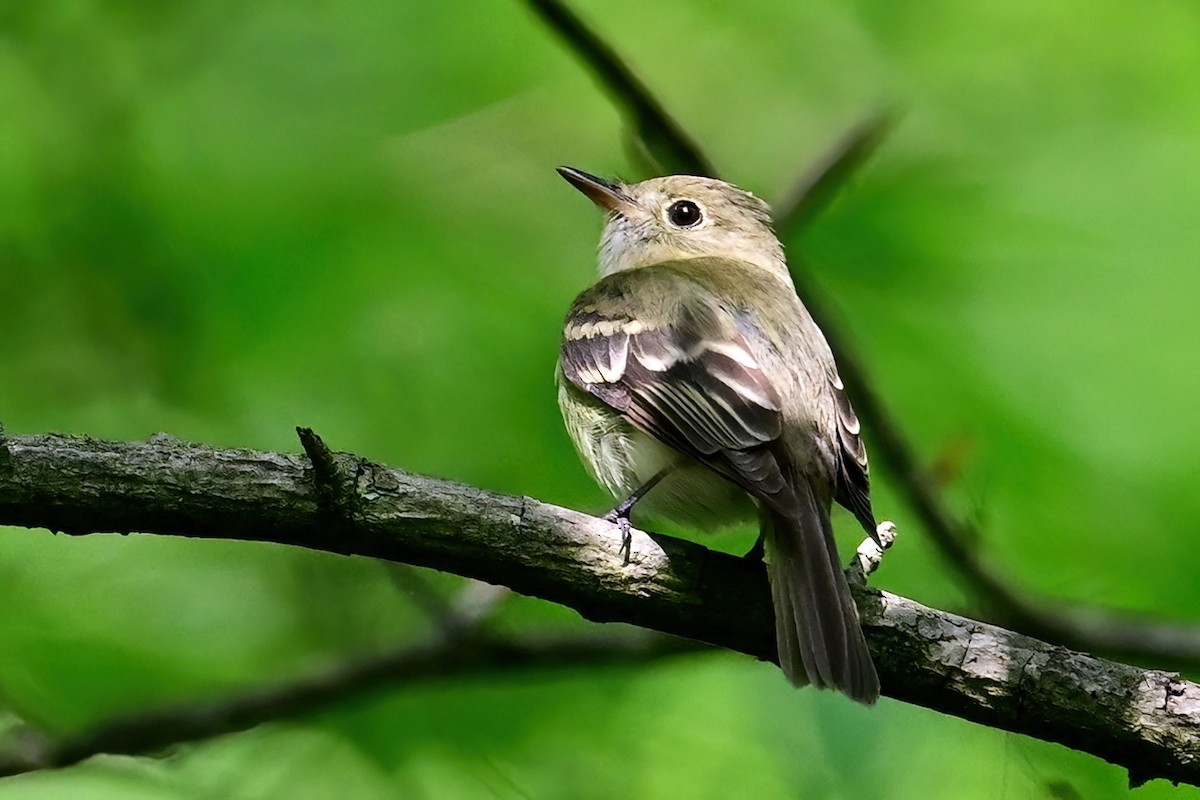 Acadian Flycatcher - ML619674947