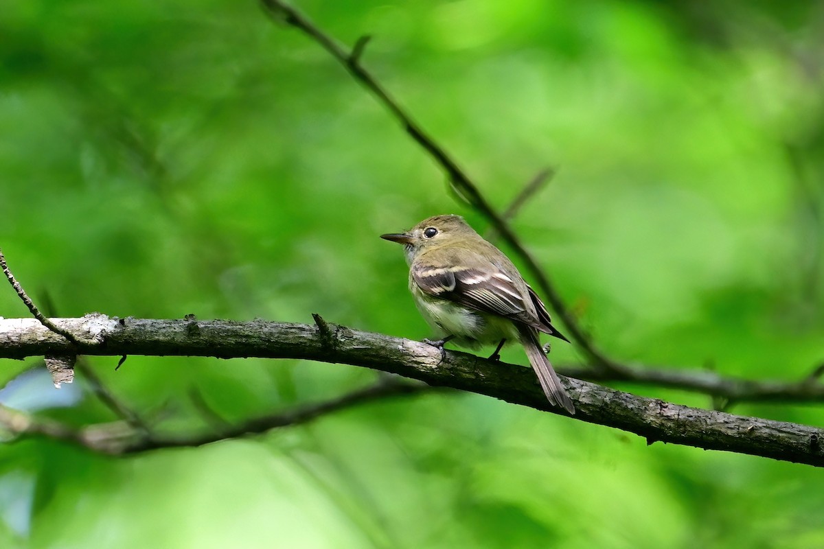 Acadian Flycatcher - ML619674949