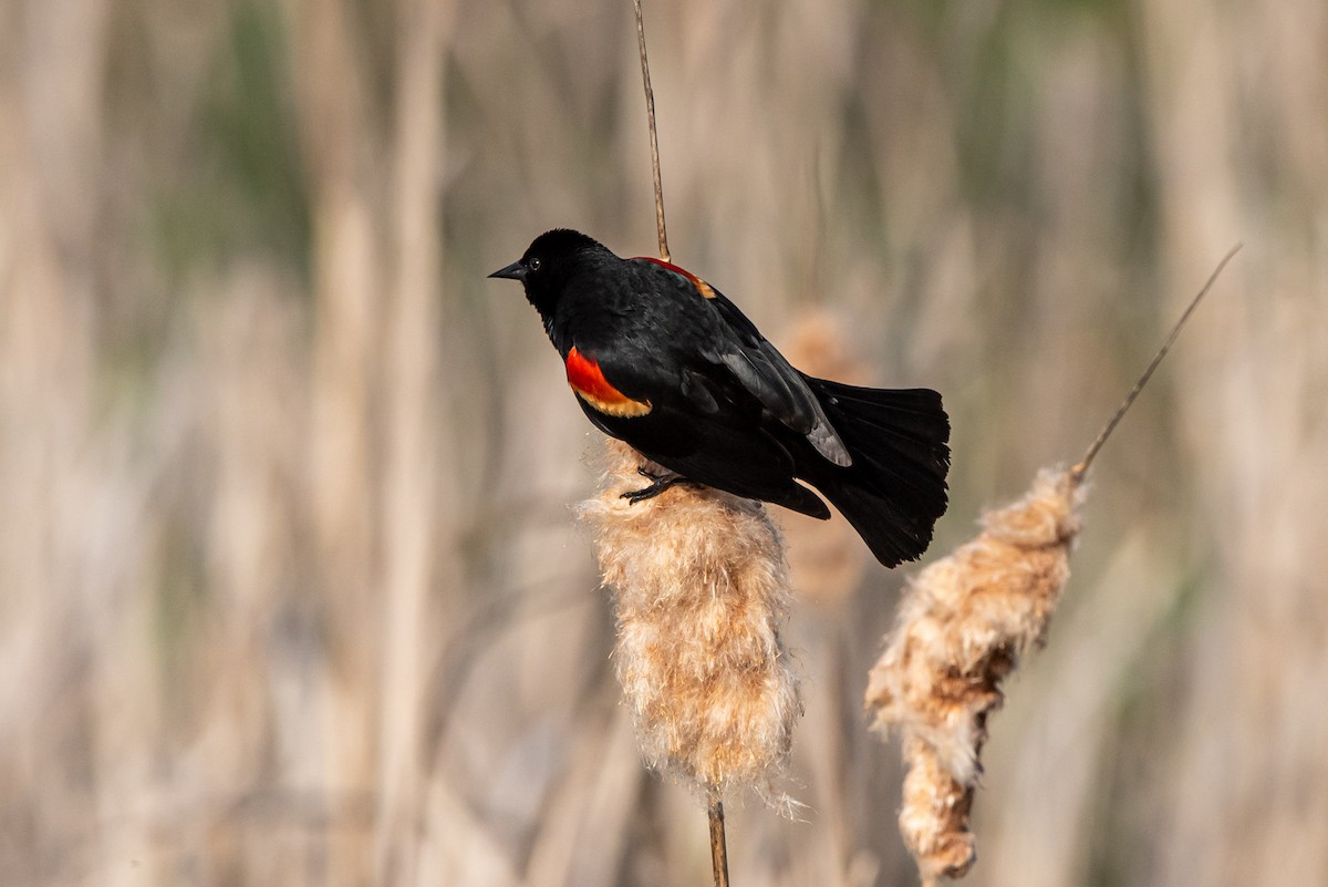 Red-winged Blackbird - ML619674951