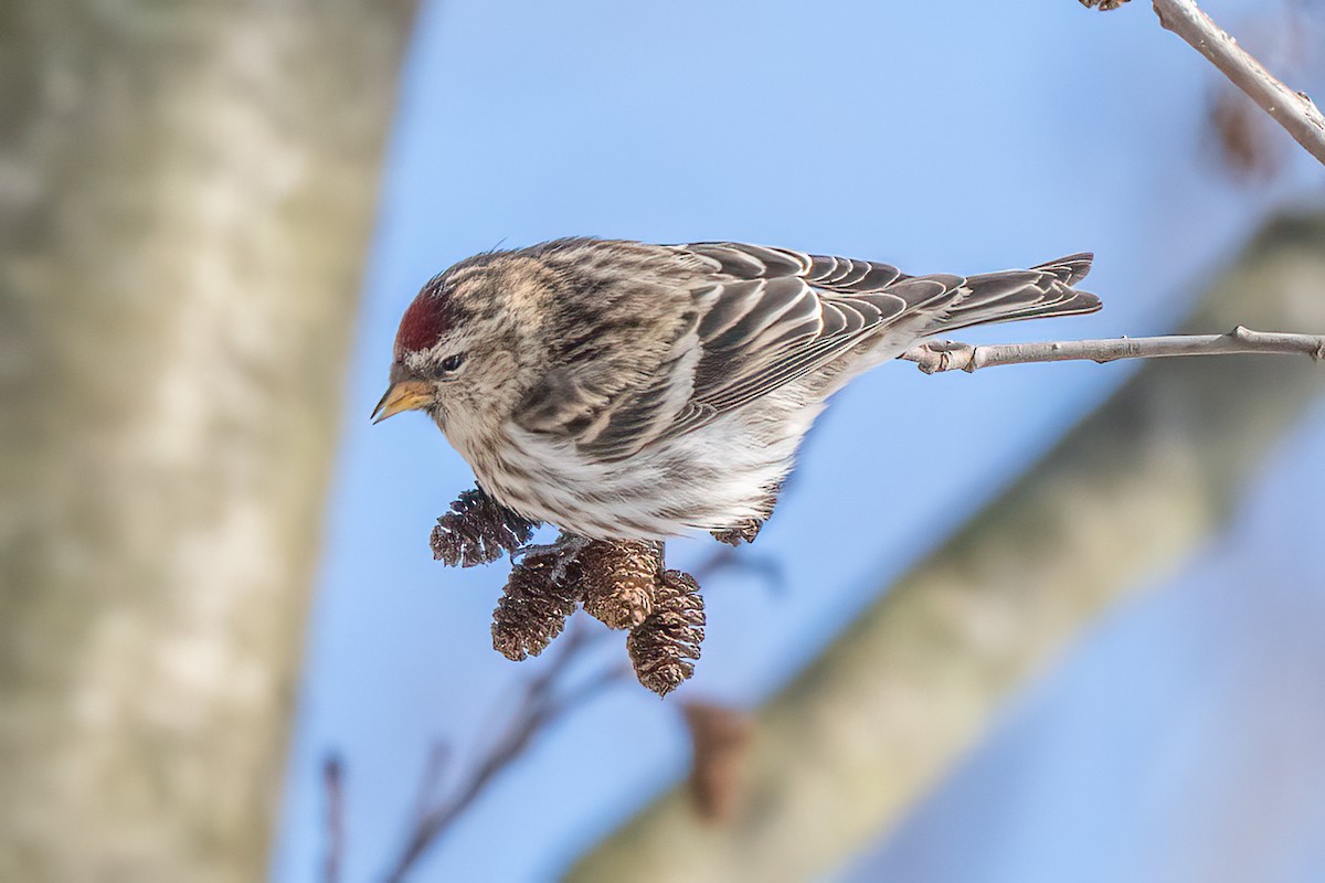 Common Redpoll - ML619674962