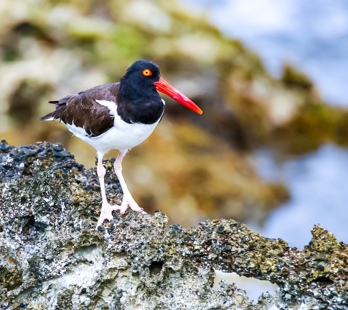 American Oystercatcher - ML619674991