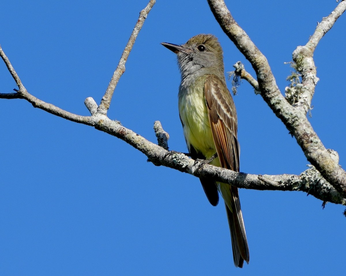 Great Crested Flycatcher - ML619675019