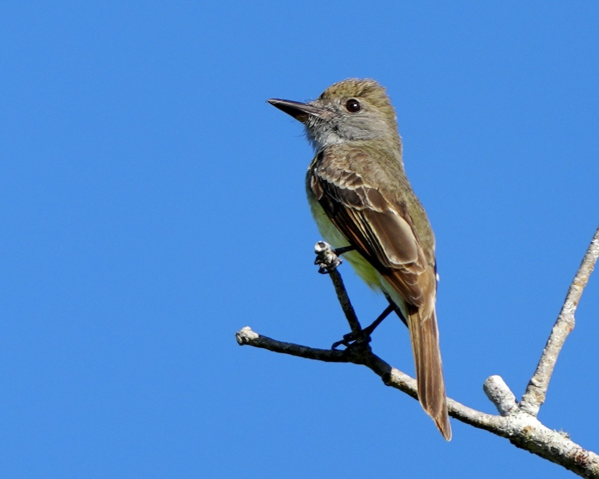 Great Crested Flycatcher - ML619675020