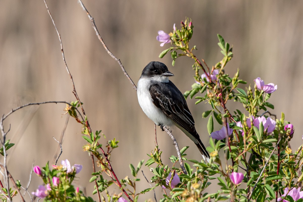 Eastern Kingbird - ML619675042