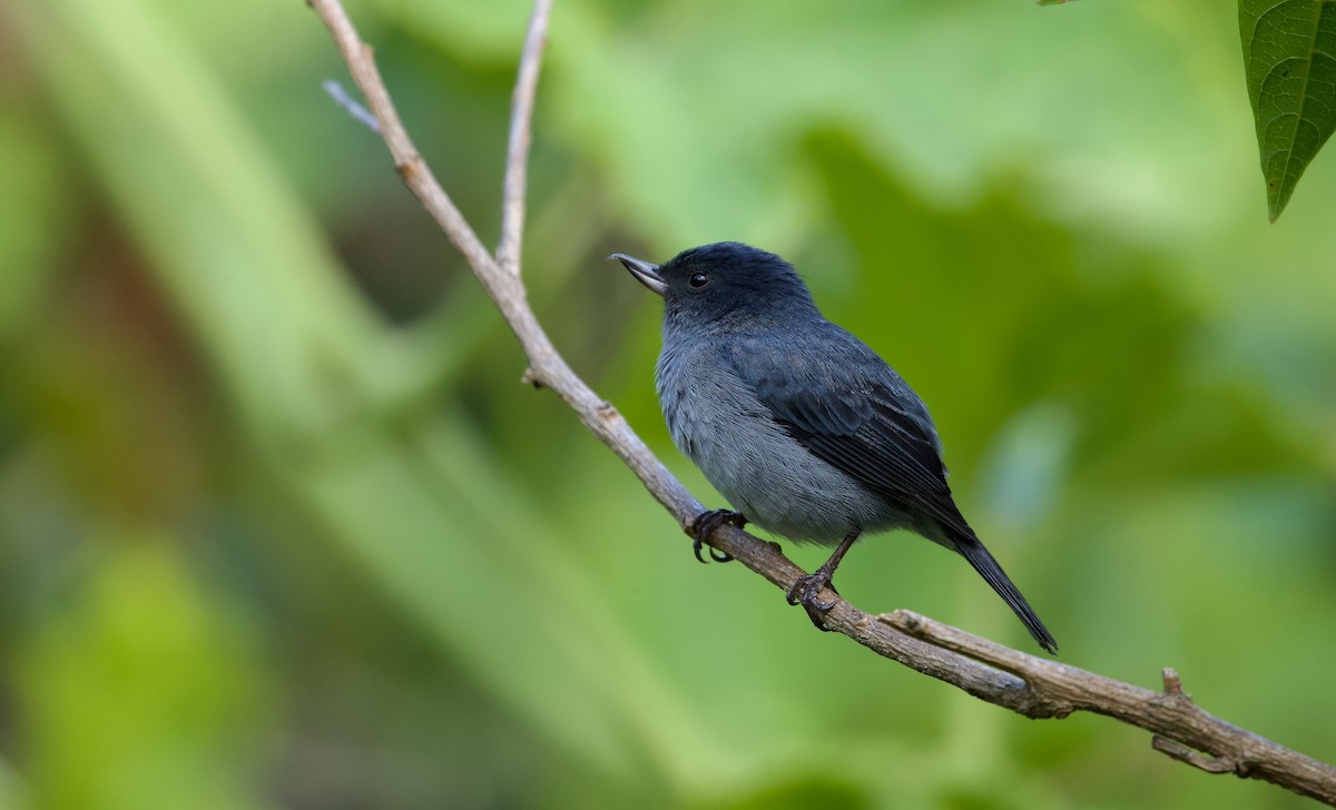 Slaty Flowerpiercer - ML619675045