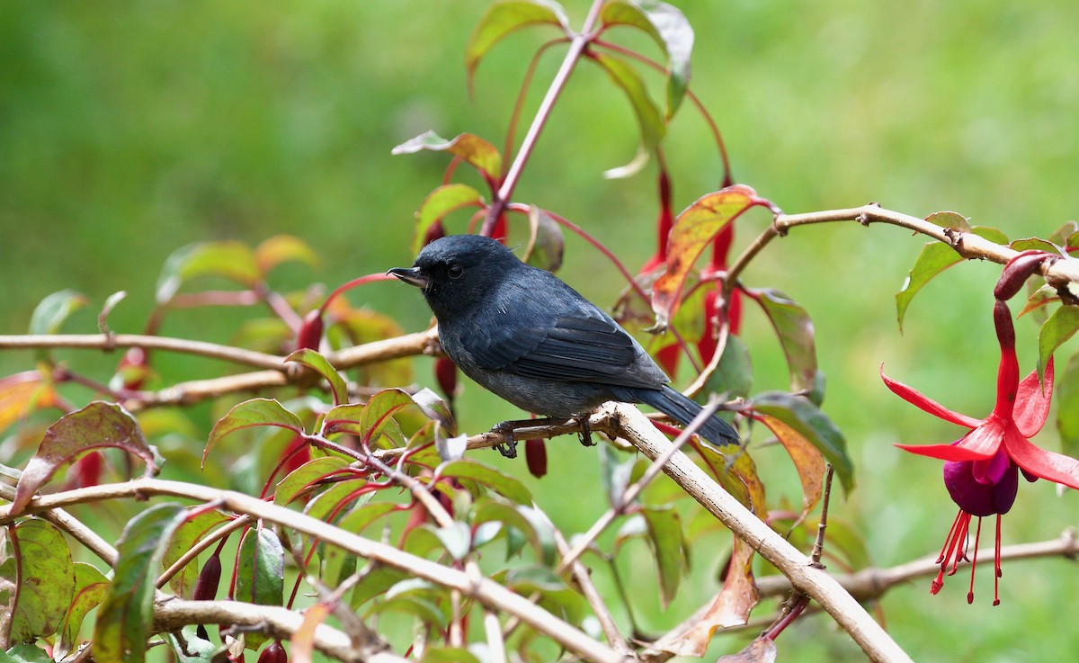 Slaty Flowerpiercer - ML619675046