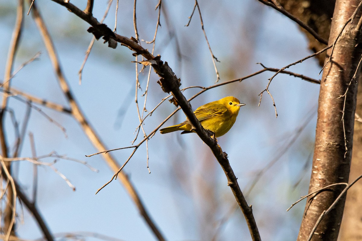 Paruline jaune - ML619675067