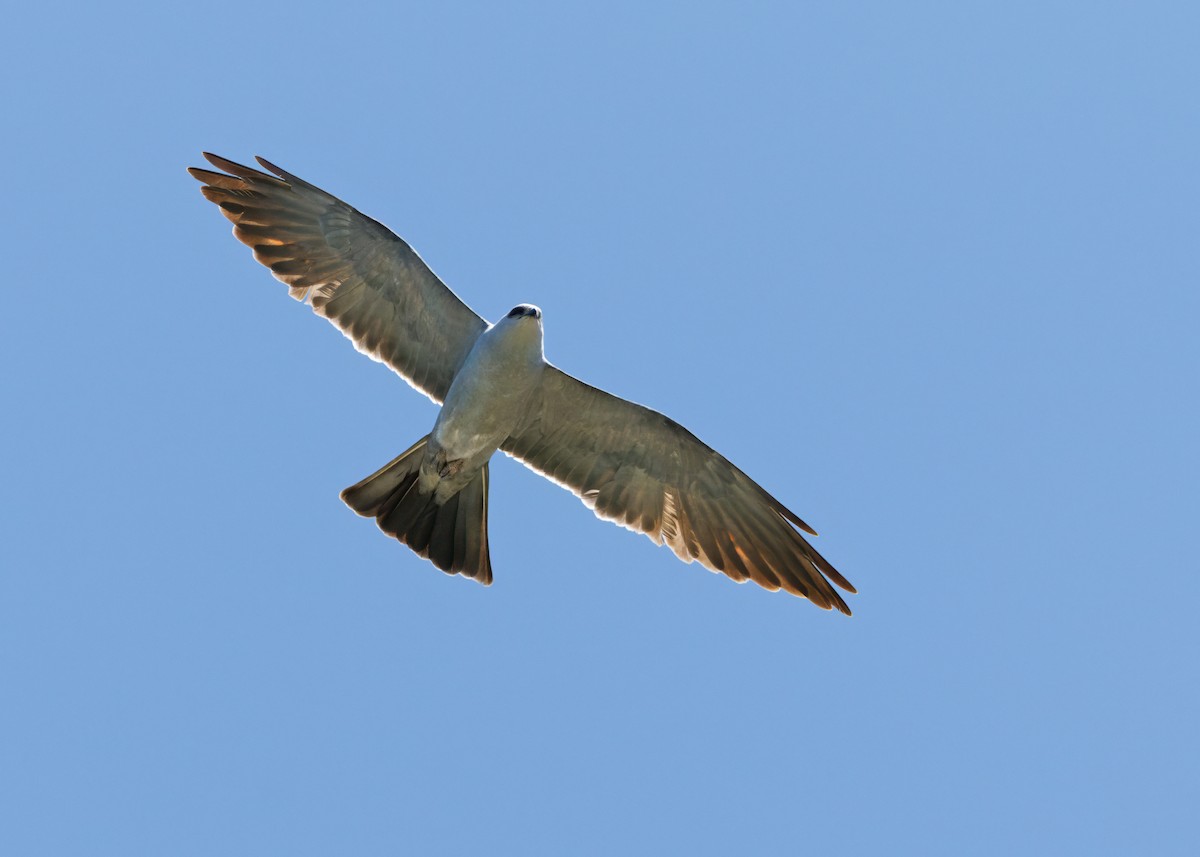 Mississippi Kite - ML619675083