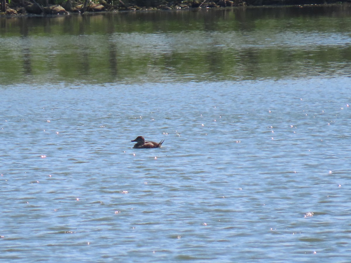 Ruddy Duck - Alfred Scott