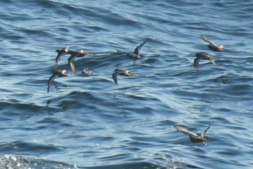 Phalarope à bec large - ML619675099