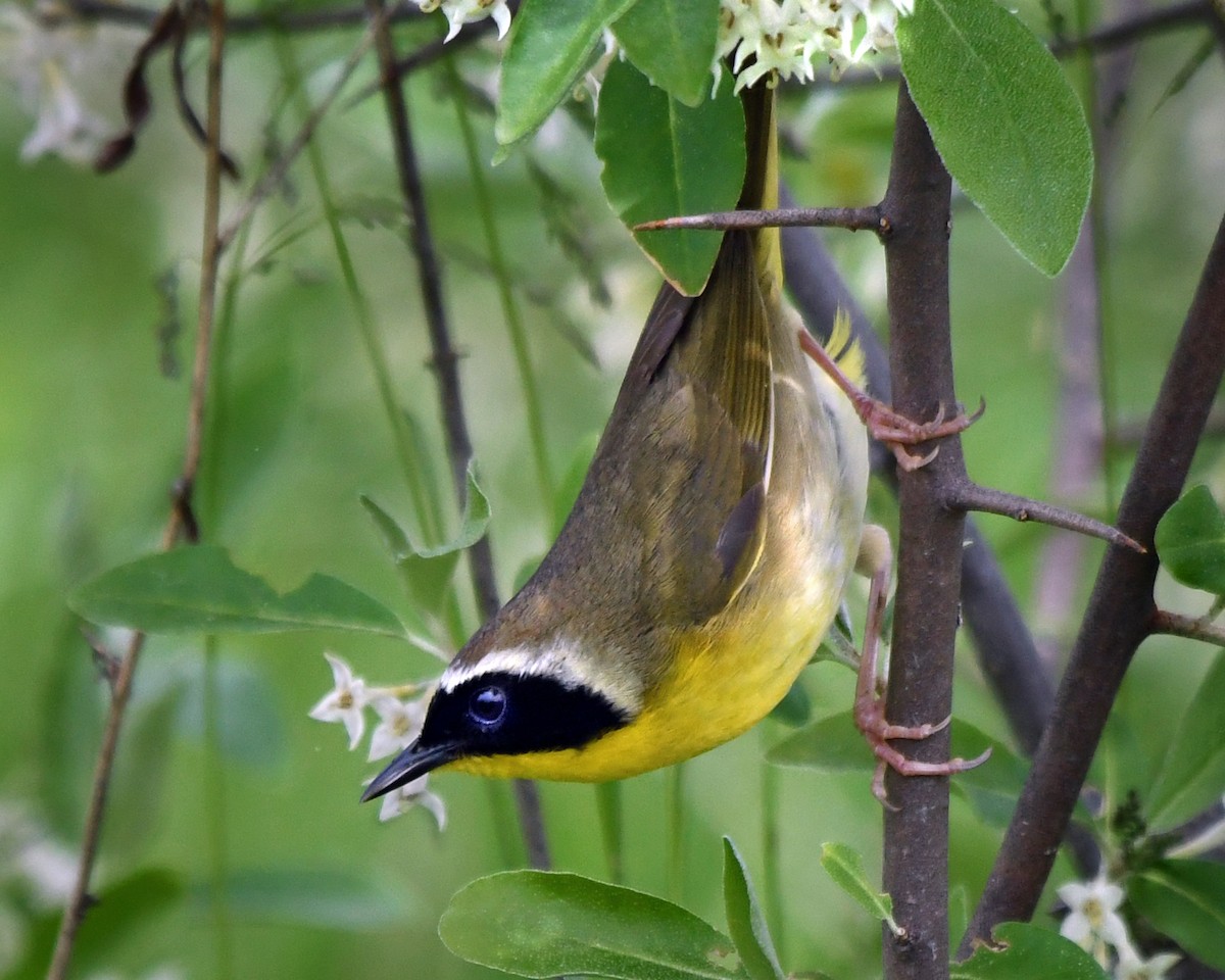 Common Yellowthroat - ML619675168