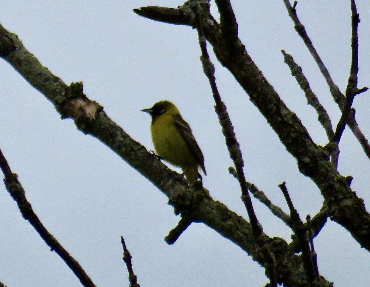 Orchard Oriole - ML619675174