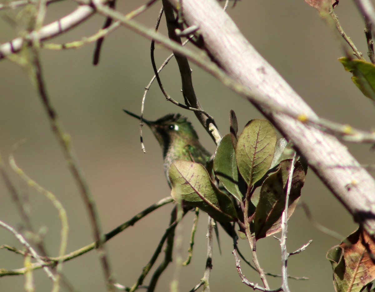 Green-backed Firecrown - ML619675175