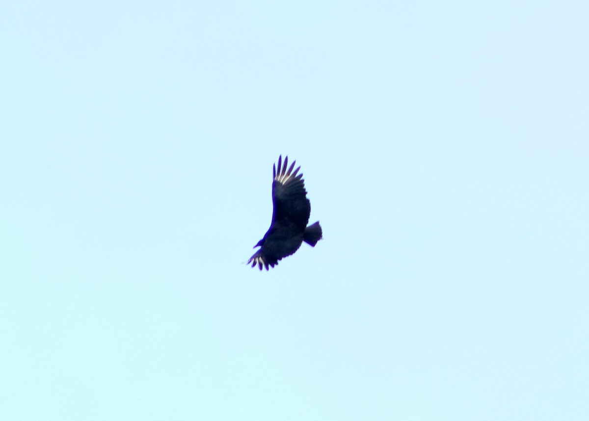 Black Vulture - ML619675176