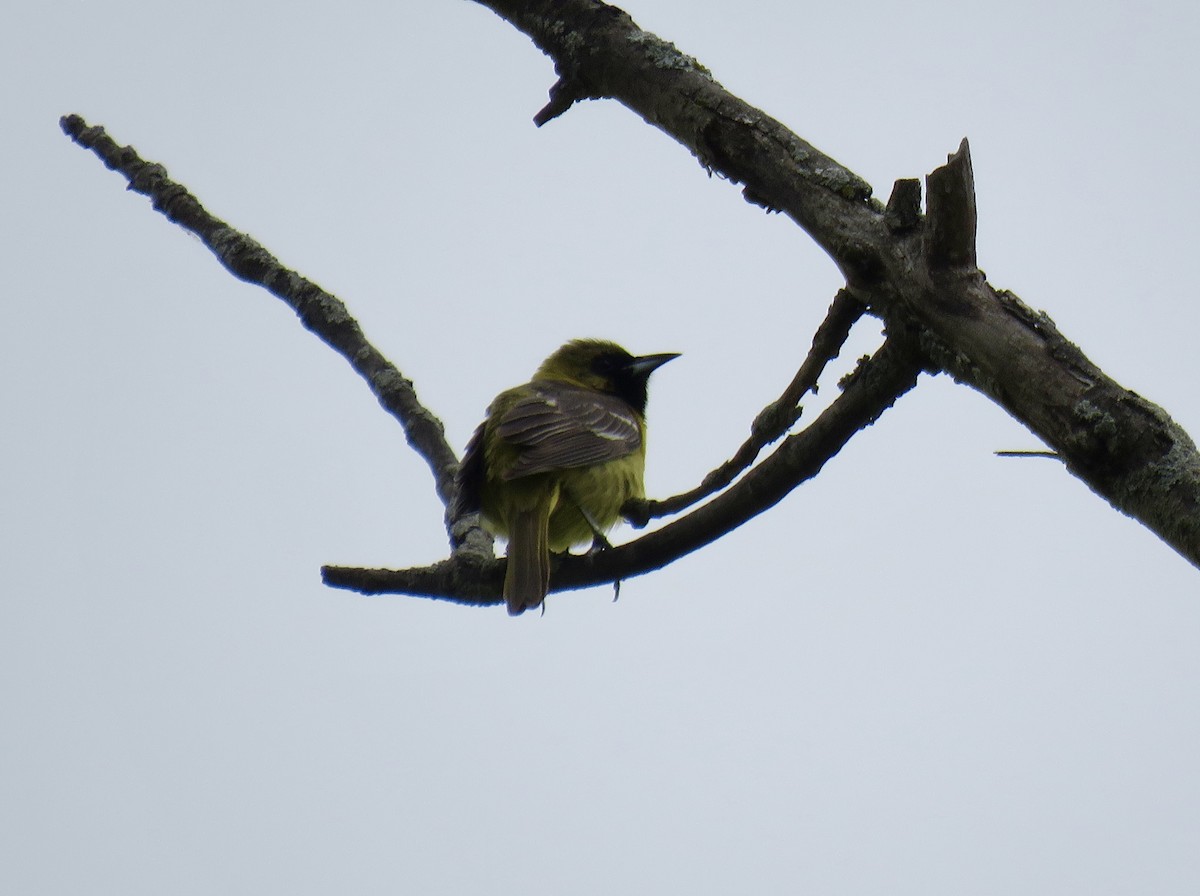 Orchard Oriole - ML619675180