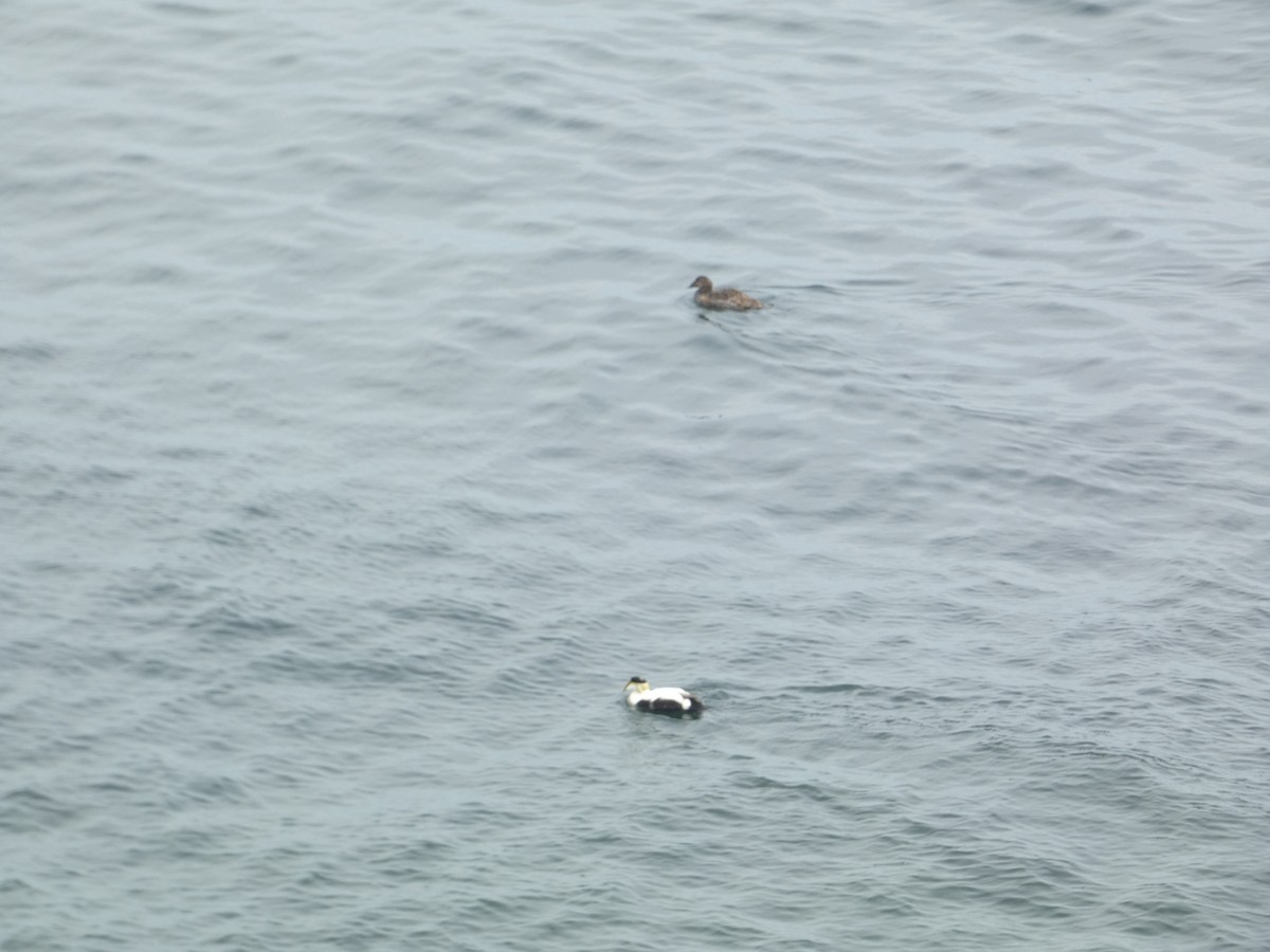 Common Eider - ML619675182