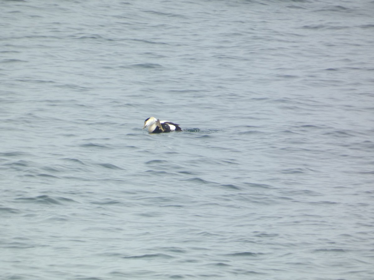 Common Eider - ML619675188