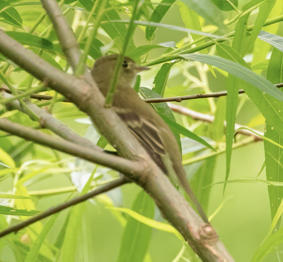 Alder Flycatcher - ML619675213