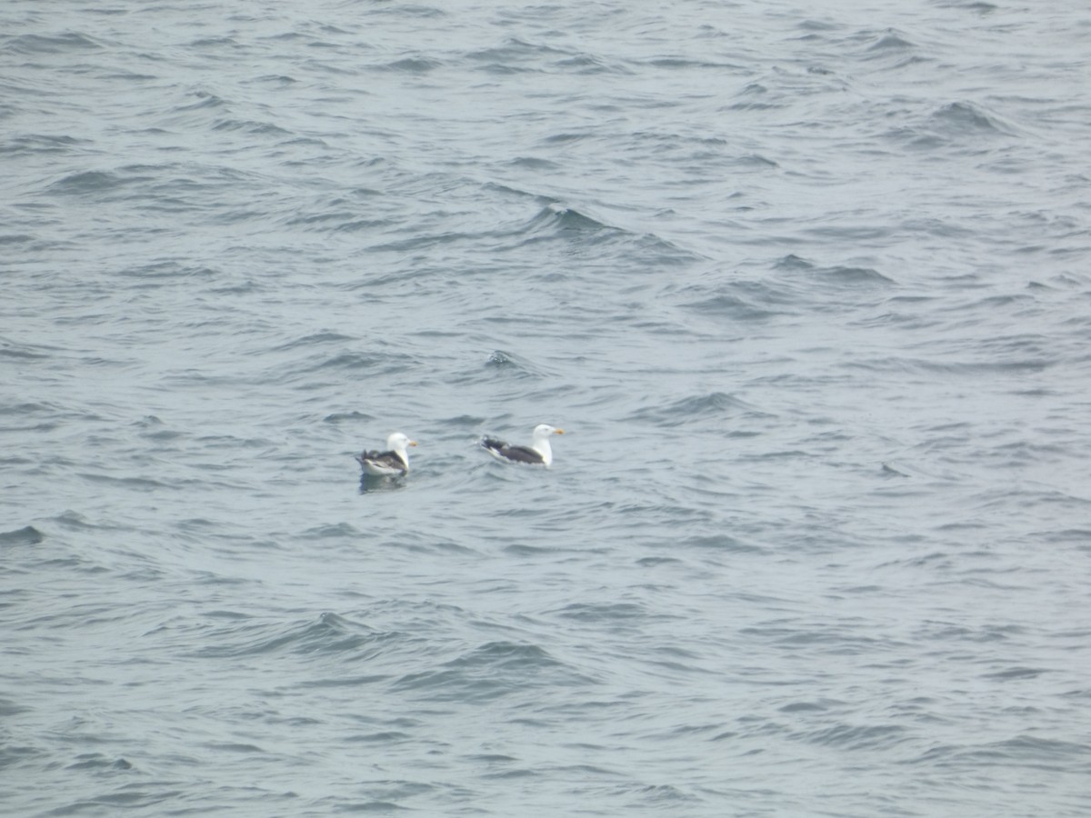 Great Black-backed Gull - ML619675220