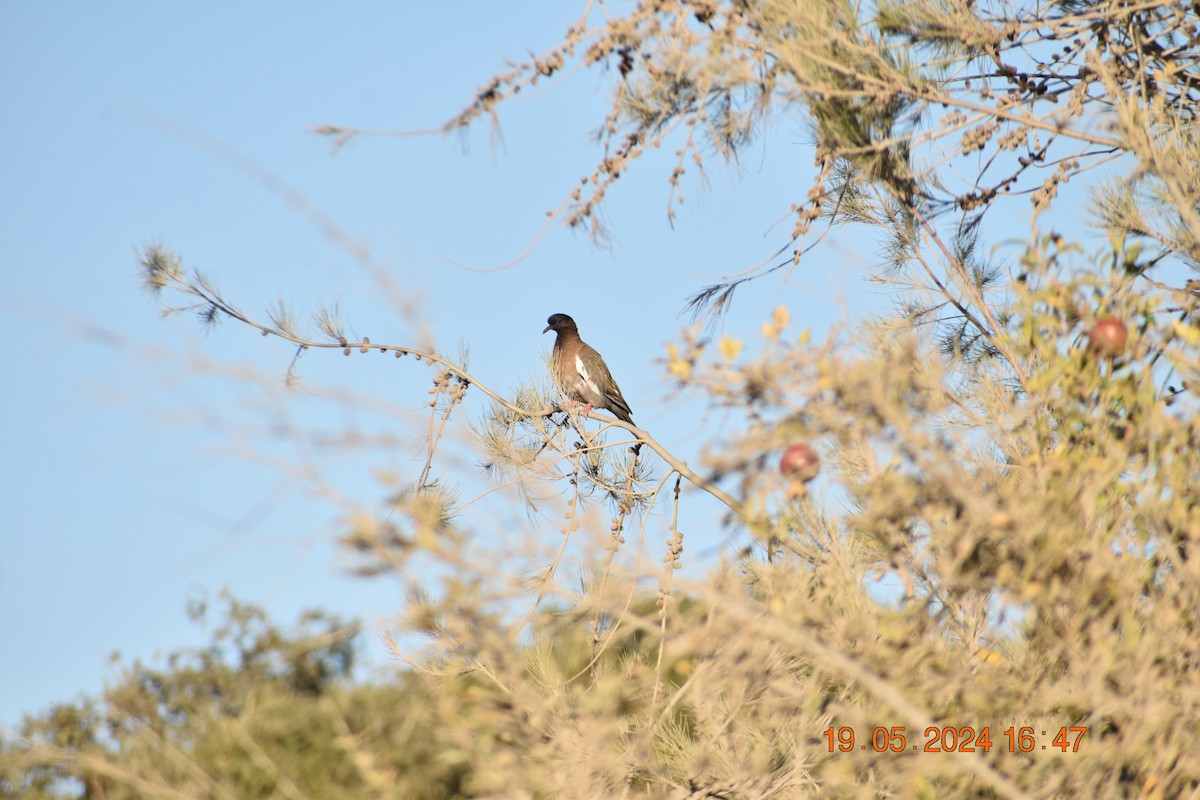 West Peruvian Dove - ML619675236