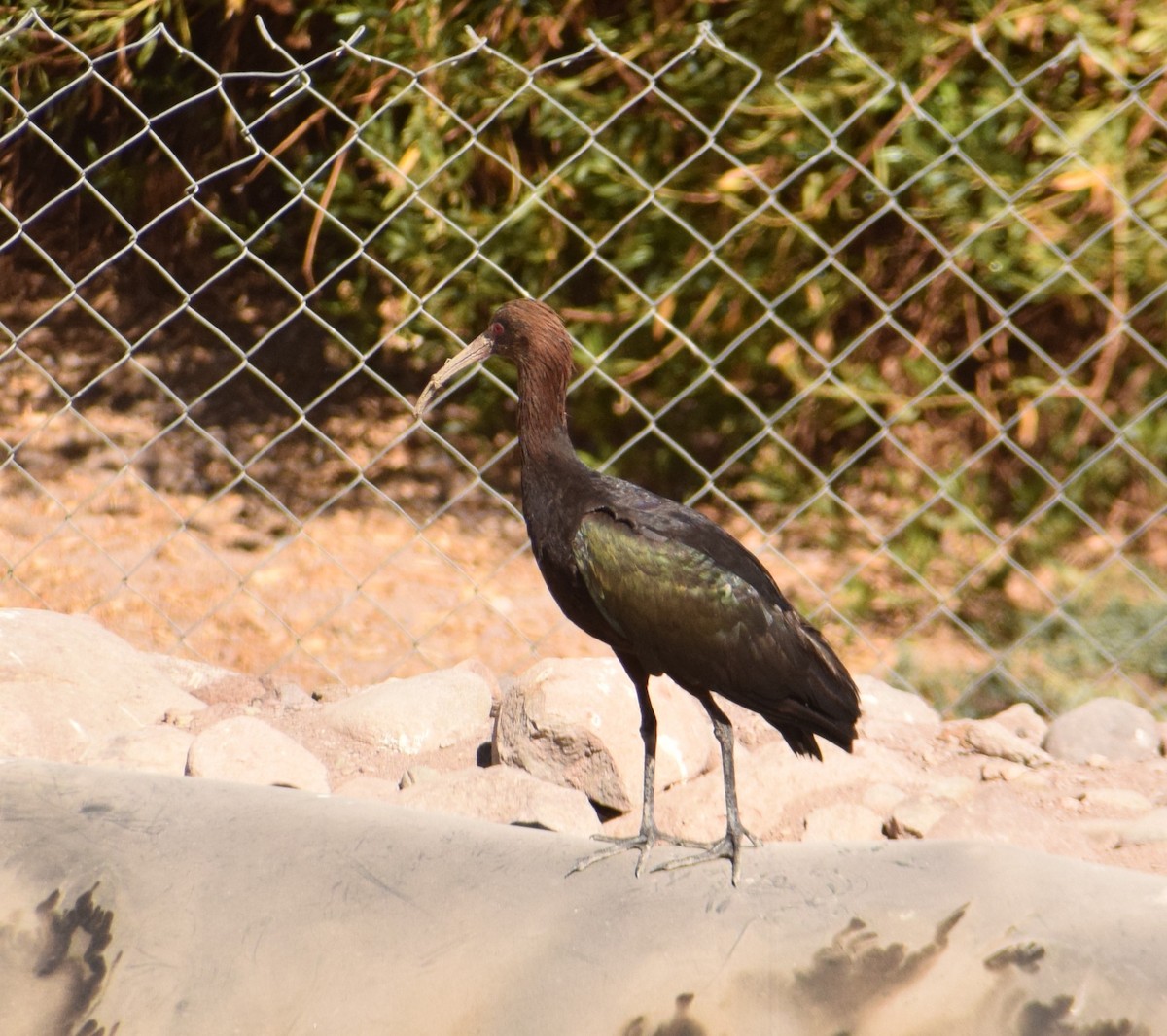 Puna Ibis - ML619675249