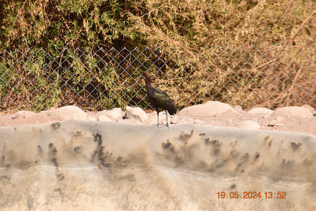 Puna Ibis - ML619675251