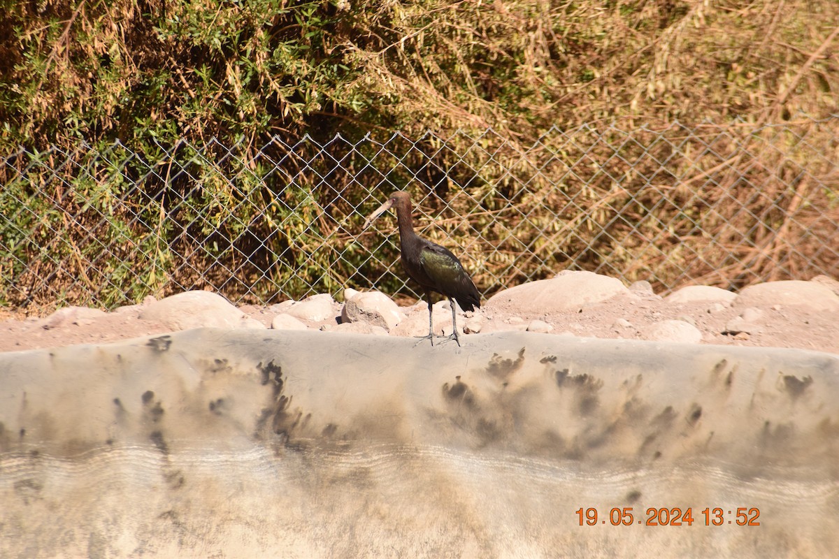 Puna Ibis - ML619675252