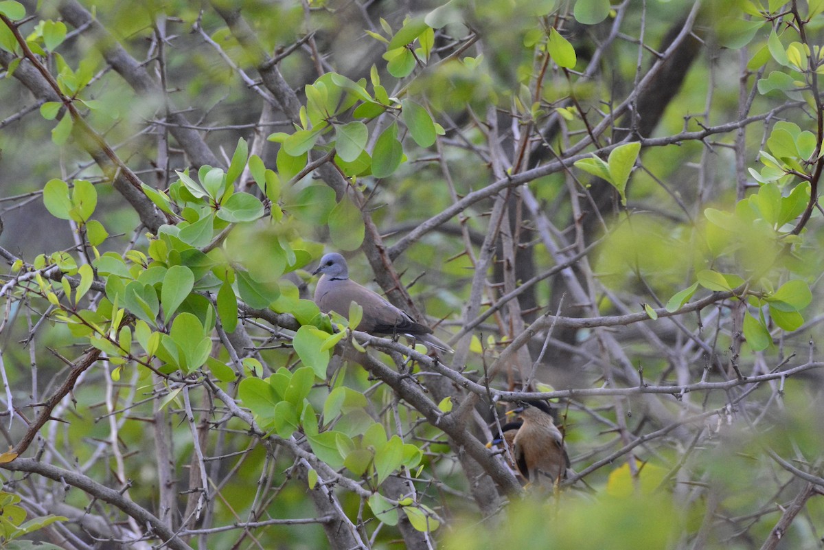 Eurasian Collared-Dove - ML619675263