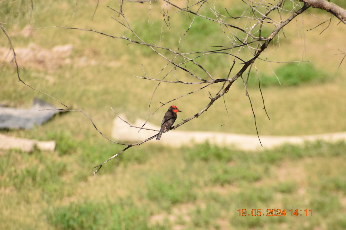 Vermilion Flycatcher - ML619675273