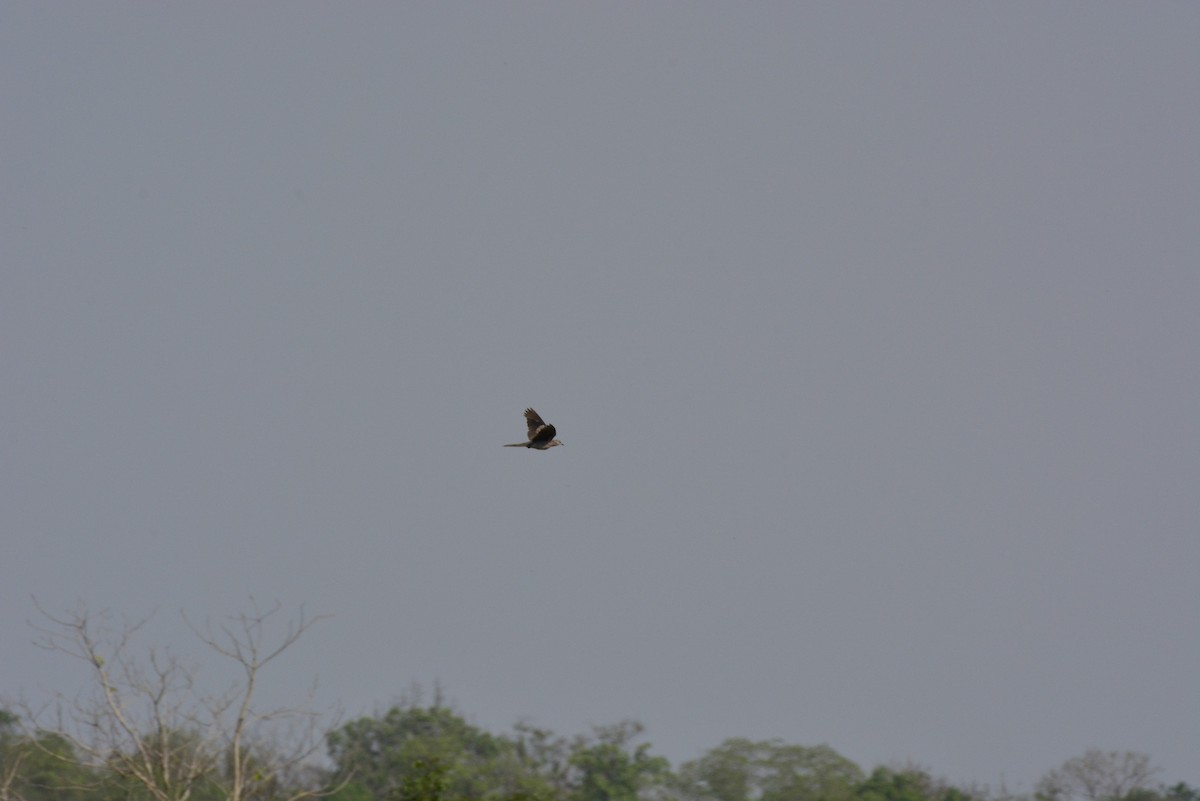 Spotted Dove - ML619675282