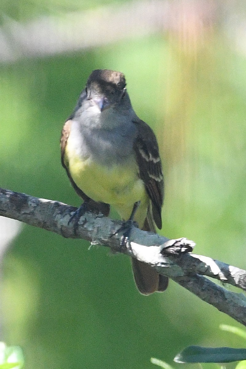 Great Crested Flycatcher - ML619675295