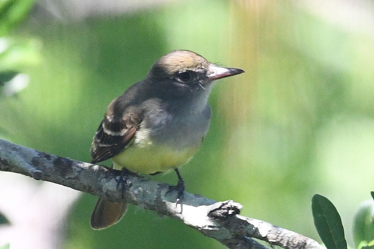 Great Crested Flycatcher - ML619675299