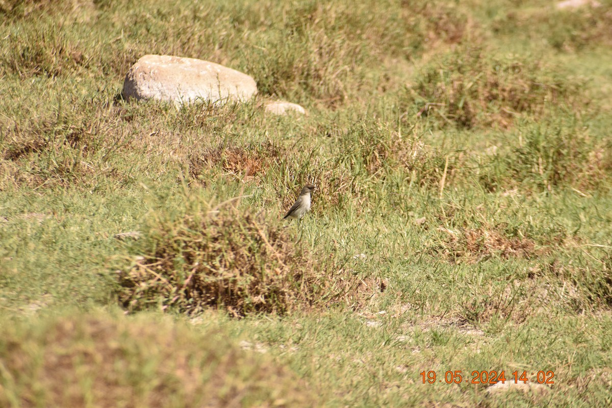 Dark-faced Ground-Tyrant - ML619675300