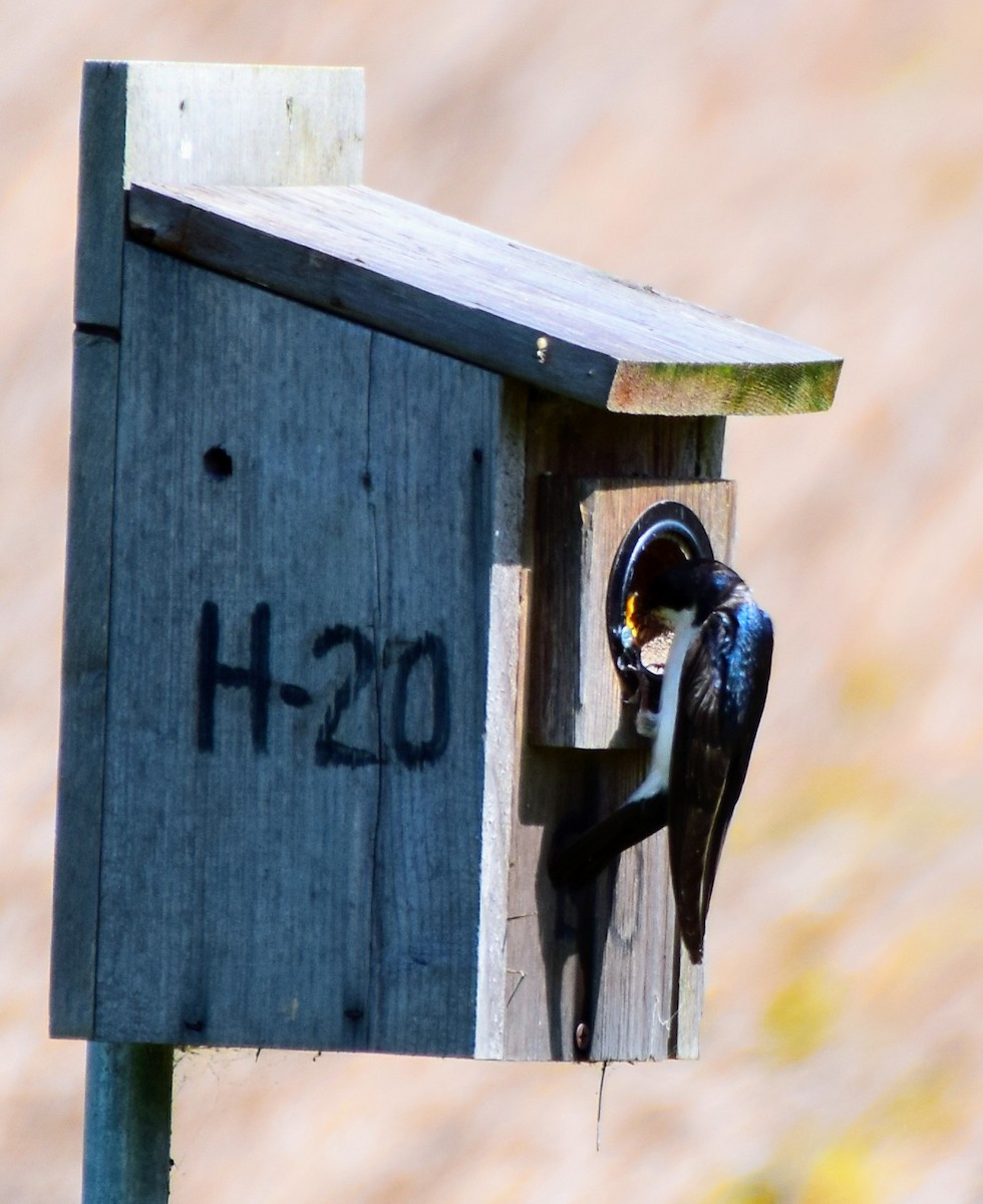 Golondrina Bicolor - ML619675301