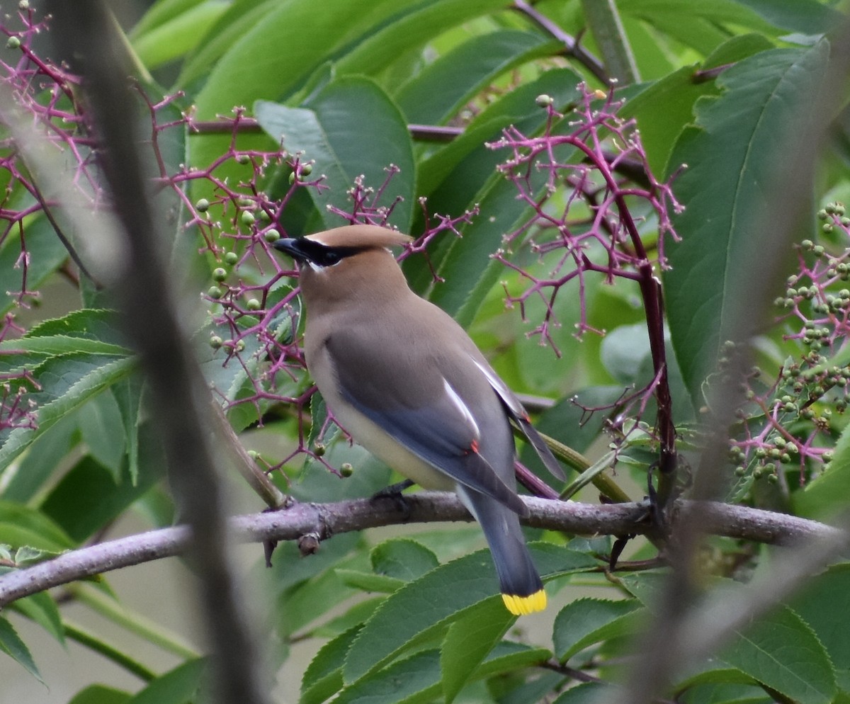 Cedar Waxwing - ML619675313