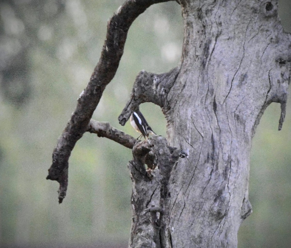 Oriental Magpie-Robin - ML619675335